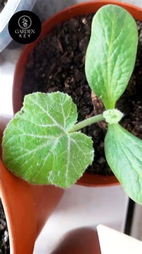 #gardening grow your own veg