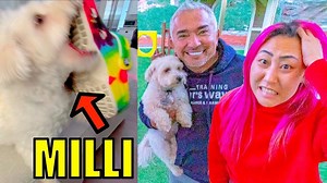 I visit the famous DOG WHISPERER and trainer Cesar Millan to help train Milli from Milli's World. | Lizzy Capri