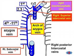 Intercostal vessels & Azygos vein