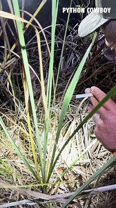 Only Sammie… pulls a clutch of python eggs with one hand and a cigarette in the other Allgood's Adventures | Python Cowboy Hunts