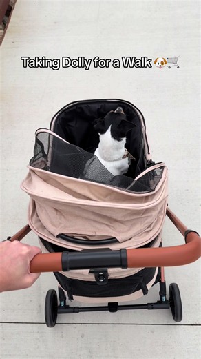 My mom’s dog gets to ride in style! This pet stroller is perfect for walks when those little legs need a break. #PetStroller #DogStroller #DogWalking #Pet #Puppy