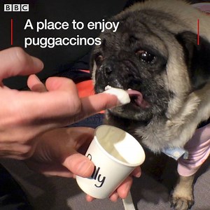 11K views · 140 reactions | Pug Cafe Liverpool is 'paw-fect'. It's pug's paradise ❤️️ | BBC Merseyside | Facebook