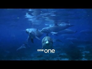 Dolphins ‘getting high’ on puffer fish