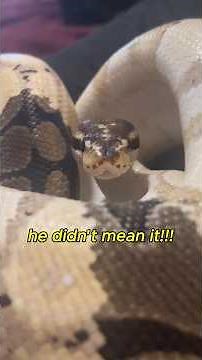 How I Deal With Snake Bites #snakes #reptiles #pets #animals #snakebite