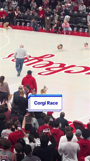 Adorable Corgi Race at Ohio State Basketball Game