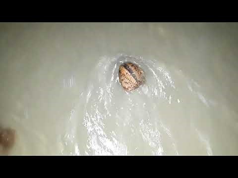 clam moving (part 2 he lived)