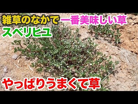 I ate the most delicious weed, and it was delicious.