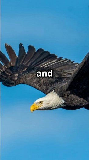 The Ultimate Predator: Bald Eagle | Hunting Skills & Survival Tactics #animals #baldeagle #eagle