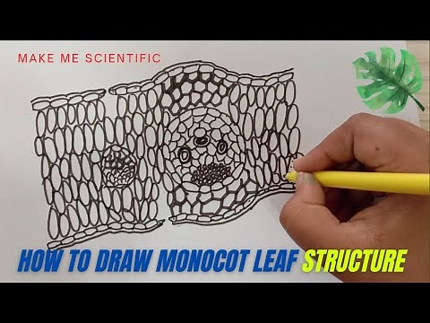 HOW TO DRAW MONOCOT LEAF INTERNAL STRUCTURE | LEAF STRUCTURE | BIOLOGY DIAGRAMS