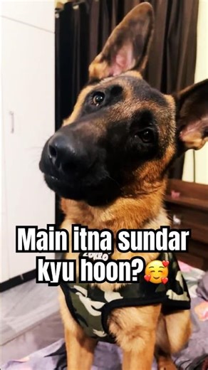 Yaar! Main …😁 #gsds #cuteanimal #funny #germanshepheard