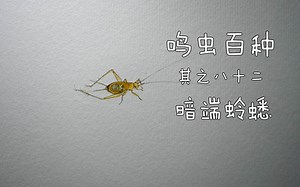鸣虫百种其之八十二-暗端蛉蟋
