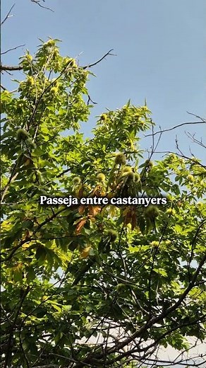 MUNTANYA DE PRADES | Tarragona