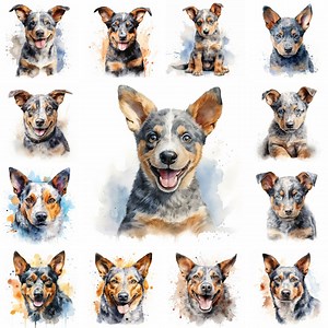 20 Australian Cattle Dog and Puppy Watercolor Clipart PNG Images, Cattle Dog Puppy, Australian Cattle Dog Breed, Cute Puppy, Dog Lovers - Etsy UK