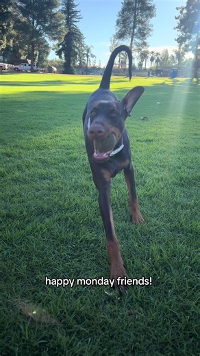 playing sages fav game of fetch! 🐶 #doberman #puppy #fyp #dogtok