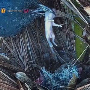 112K views · 666 reactions | There is rat food for the young in the nest to eat | Review Bird Nest | Facebook