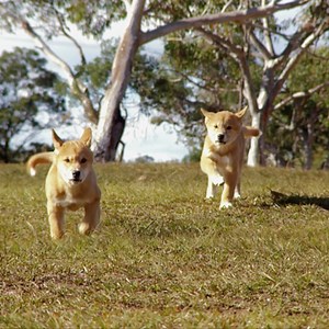 Dingoes might be Australia's most misunderstood animal. 🐕 Could these pups hold the key to Australia's feral pest problem? 🙌 | Untamed