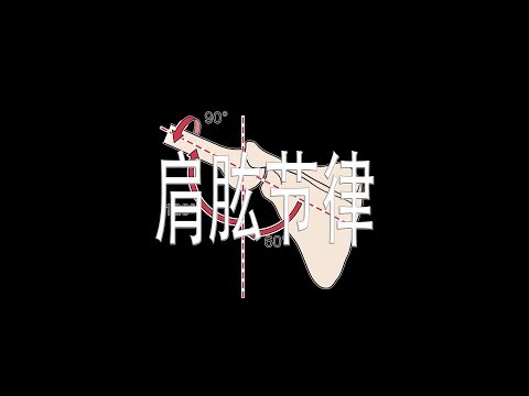 肩肱节律 Scapulothoracic rhythm
