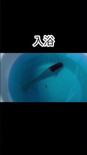 飛び出してボロボロの金魚☆復活までの道のり！