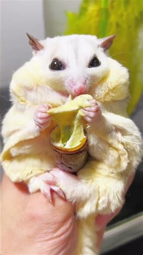 Today, the fat girl ate a silkworm pupa with cheese