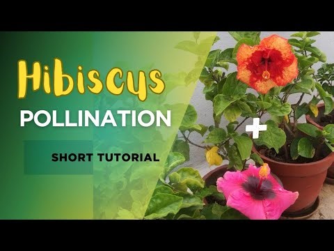 Hibiscus Pollination Tutorial 🌺 | How to pollinate Hibiscus? | Home Gardening tips | #hybridhibiscus