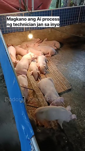 54K views · 744 reactions | Magkano Ai process ng technician jan sa inyo. #pig #fbreels #pigrolac #farming #pigfarming | Dodong Villaran Page | Facebook