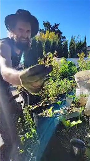 Farmer Boy Transplanting Fall Plants #plants #propagation