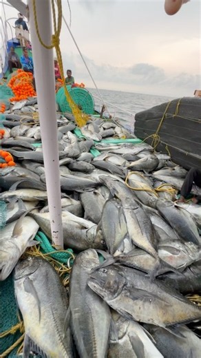 GT😱🔥Boat fuly loaded 🐟 #fishing #fisherman #gaintfish #trevally #explore #viral #shorts