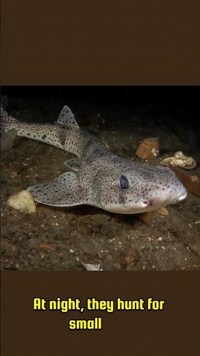 "Catshark: The Ocean’s Prowling Mini Shark! 🦈🌊"