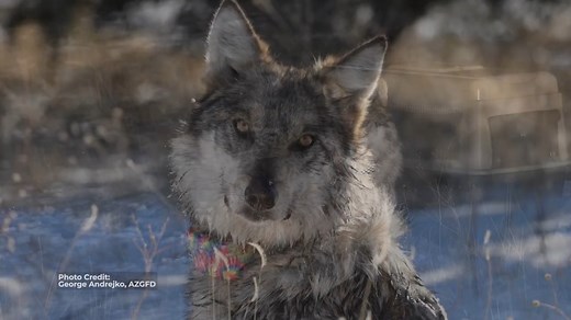 25 years after Mexican wolves were first reintroduced to the wild in Arizona and New Mexico, the population reaches a major milestone. #EndangeredSpeciesDay | Arizona Game & Fish Department