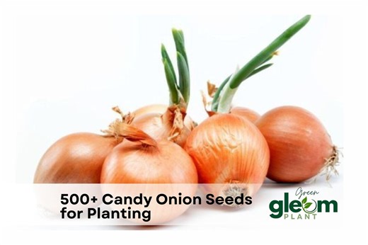 500  Candy Onion Seeds for Planting - Etsy