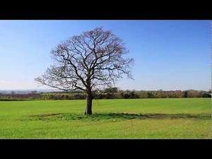 Tao Te Ching by Lao Tzu Chapter 19, Embrace simplicity