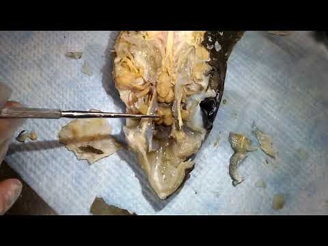 Shark Dissection Nerves and Brain