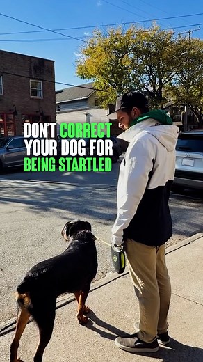 Don’t Correct Your Dog for Being Startled A startle isn’t the problem, what happens after is what matters. When a dog stays fixated and disconnects from the handler, that’s when the correction counts. #ReactivityTraining #DogTrainingTips #BalancedTraining #StructuredWalk #DogBehavior | Miracle K9 Training