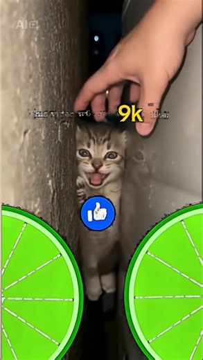 “Don’t Ignore This Crying Cat 💔🐱”