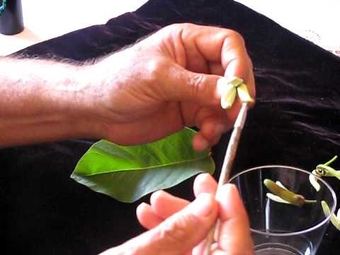 Cherimoya Flower Pollination