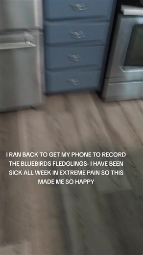 THIS MADE MY DAY- AFTER BEING DOWN ALL WEEK WITH EXTREME JAW PAIN THIS MADE MY WHOLE DAY BETTER. BLUEBIRD FLEDGLINGS. #fledgling #bluebird #wildlife #wildanimalsoftiktok #BIRD .. Follow along for updates. BE KIND