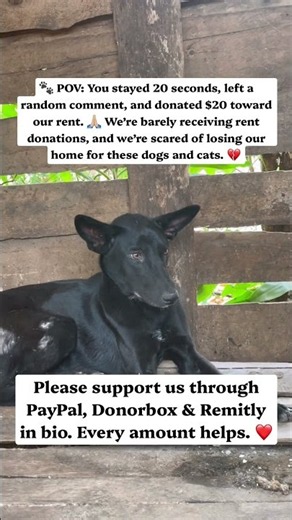 Please support us through PayPal, Donorbox & Remitly in bio. Every amount helps. ❤️