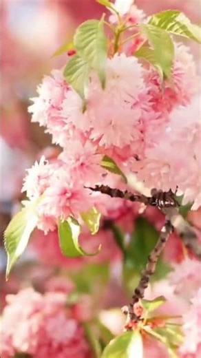 Ambient Music And Winter Spring Scenes to Relax and Chill #chillout calmingmusic #short