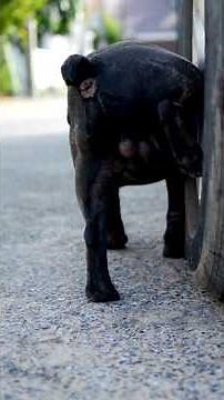 Why Dogs Pee on Tires & How to Stop It Fast!