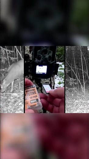 10 Essential Tips for Managing and Organizing Your SD Cards