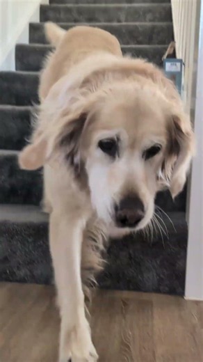 another week of Lucie 😄 #goldenretriever #dog #dogs #dogshorts #doglife #dogvideos #funnydog