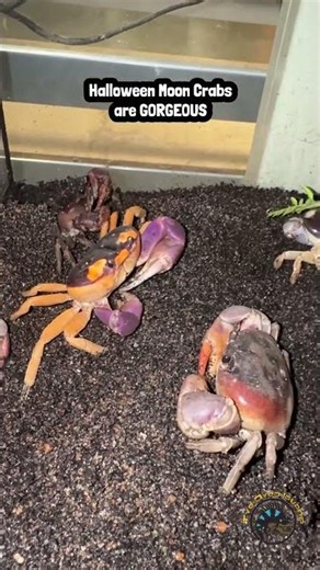 Halloween Moon Crabs are some of the most stunning invertebrates you'll ever see in person.
