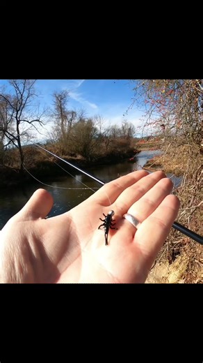 Exploring Fishing with The Mini's