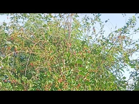 buah arben didieu mah, didinya naon ngaranna ?