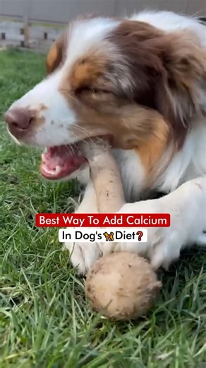 3.1K views · 29 reactions | Best Way To Add Calcium In Dog’s 瑩 Diet❓ | Dogs Your Friends Forever | Facebook