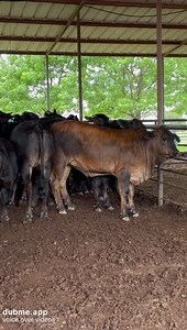 F1 Brahman x Angus Replacement Heifers Ready for Your Bull. Clay Nohavitza 9795416703 | CowboySales.com