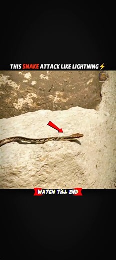 DEADLY SNAKE STRIKE ON FROG… CAUGHT ON CAMERA 📸#snake #viral #shorts #shortvideo #trendingshorts