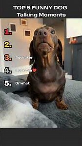 Dogs Talking | pt 3 #funny #dogs #fyp