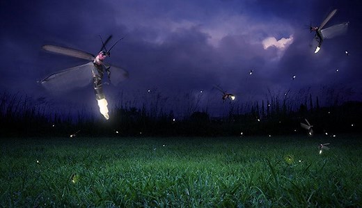 June Firefly Watching in Great Smoky Mountains National Park