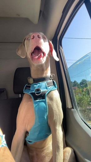 Choisir un Doberman : Mon expérience avec Urcane